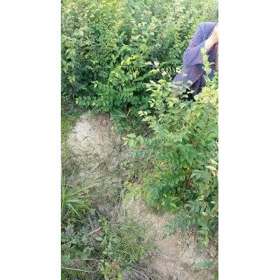 1公分罗汉松小苗批发，2年生罗汉松小苗基地