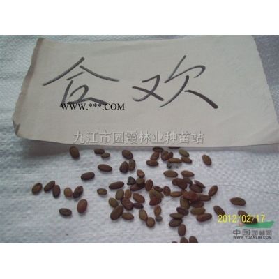 罗汉松种子