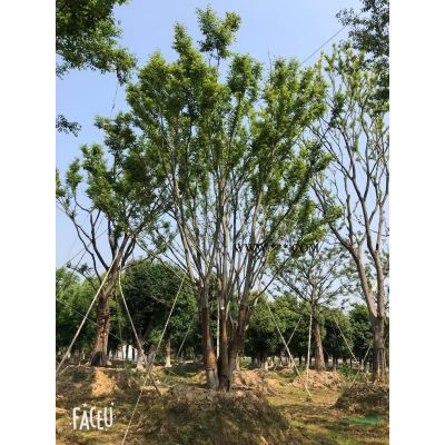 浙江供应8-20公分红叶石楠、红叶石楠图片、精品红叶石楠树