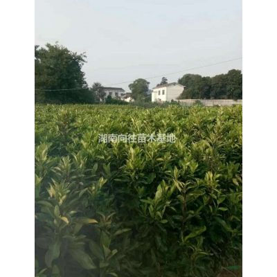 如果需要采购红叶石楠的可以到本基地  采购高杆红叶石楠来长沙