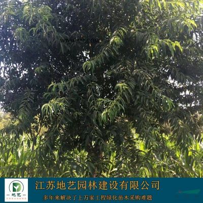 地艺苗圃大量供应红叶石楠球 红叶石楠球基地 红叶石楠球价格
