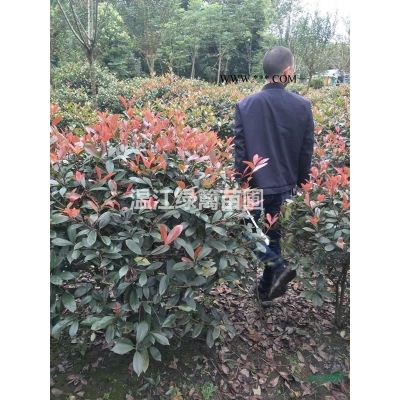 贵阳乐昌含笑种植基地