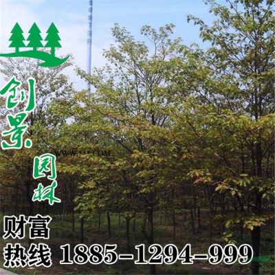 棕榈树 大量供应优质棕榈树 棕榈树基地低价直销 质优价廉