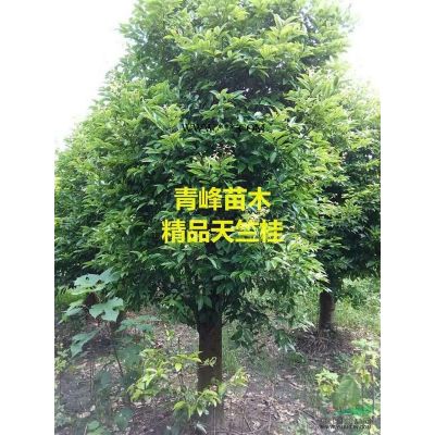 成都乐昌含笑大量出售、四川乐昌含笑价格、乐昌含笑基地