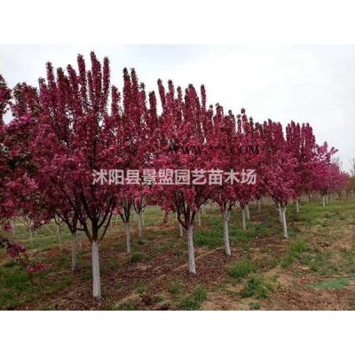 4米高棕榈树多少钱一棵？