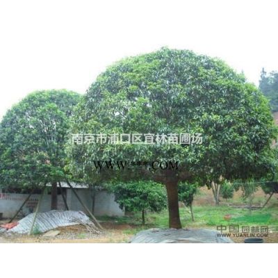 棕榈价格,南京棕榈价格,滁州棕榈价格,棕榈价格查询