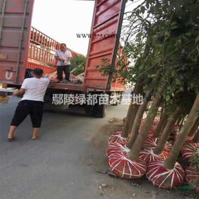 棕榈树批发 棕榈价格 棕榈苗木基地 大小规格棕榈
