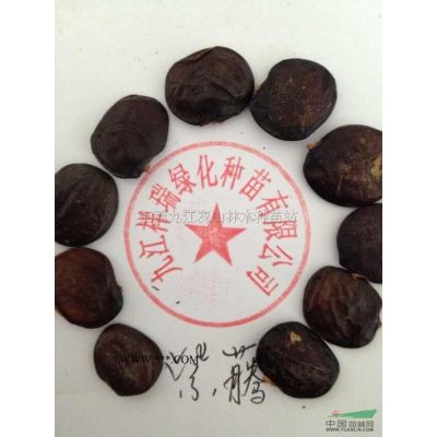 乐昌含笑图片\乐昌含笑报价