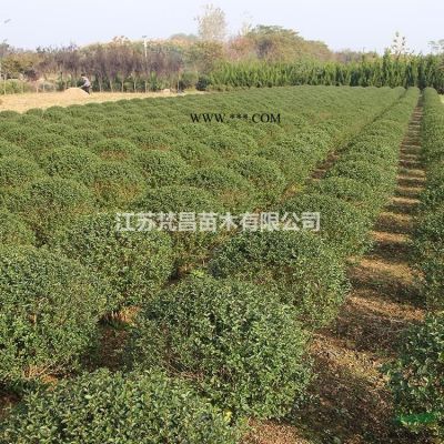 爬行卫矛基地_爬行卫矛