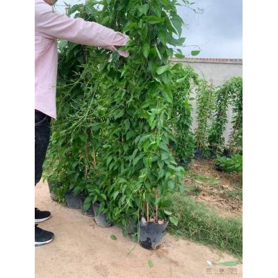 这是本基地的红叶石楠小苗图片如果需要采购红叶石楠可以到福建漳