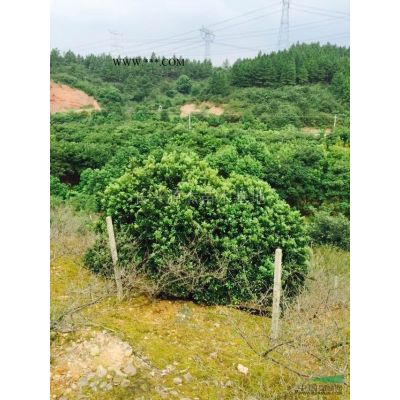 浙江红叶石楠球