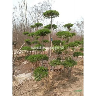 红叶石楠