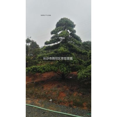 湖南供应造型红叶石楠柱规格*  欢迎咨询