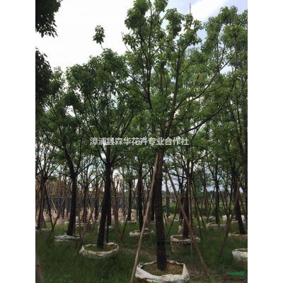 森华花卉专业批发全冠红叶石楠球 布迪椰子