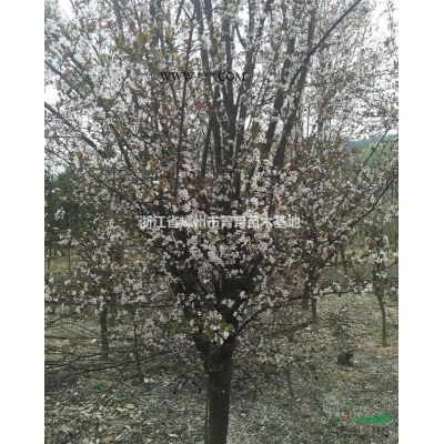浙江罗汉松/罗汉松供应/造型罗汉松供应图片