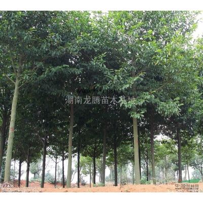 湖南洒金柏小苗 洒金柏球价格 松柏 造型龙柏 塔柏