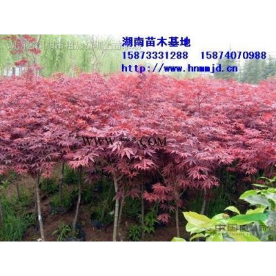 龙柏球、小龙柏、直生龙柏、湖南造型龙柏