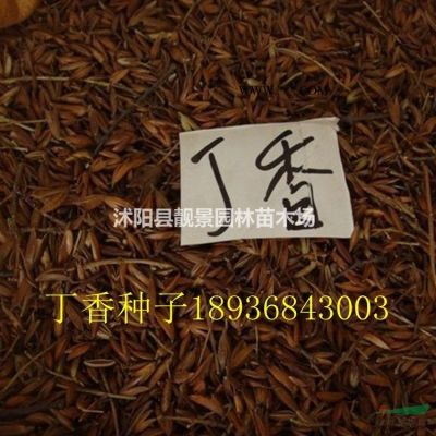 龙柏树苗 龙柏球一株多少钱