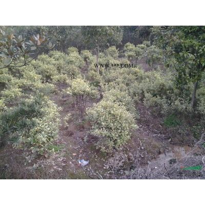 湖南精品罗汉松，造型罗汉松，罗汉松盆景，罗汉松盆景