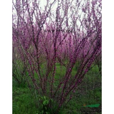 香泡，低分枝香泡，丛生香泡，郫县香泡基地