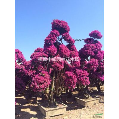 龙柏：地苗，盆景，袋苗
