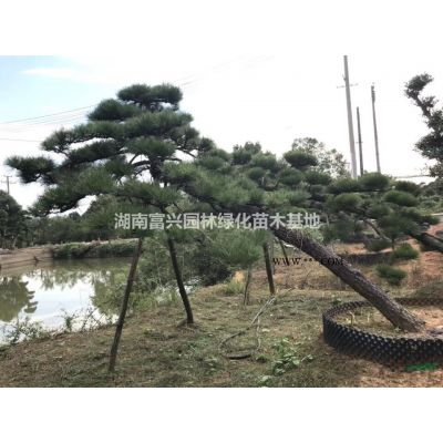 湖南丛生香泡价格，40公分全冠香泡，30公分骨架移栽香泡厂家
