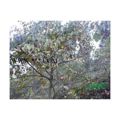 江西香泡价格，江西香泡报价，江西香泡直销