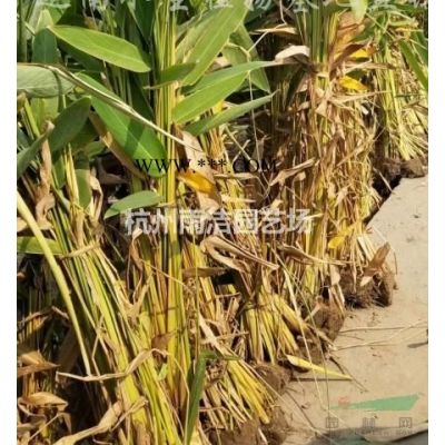 供应乐昌含笑、大叶女贞、冬青