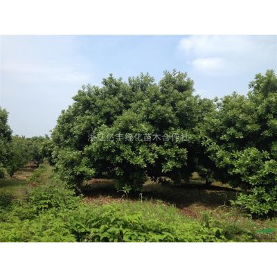 浙江地区供应10-20-25-30公分乐昌含笑
