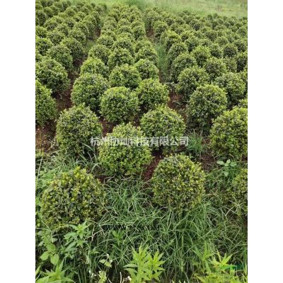 供应红叶石楠树6-15公分冠幅1.5-4.5米