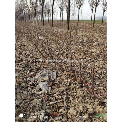 红叶石楠   石楠