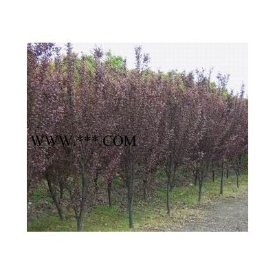 安徽大叶女贞，紫薇，红叶李，红叶石楠，桂花，广玉兰，香樟，乌