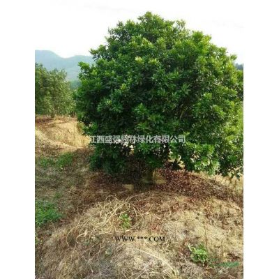 盛强园林乐昌含笑小苗批发乐昌含笑树苗