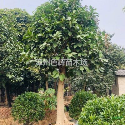 武汉中东海枣报价 中东海枣小苗价格 棕榈科热带植物
