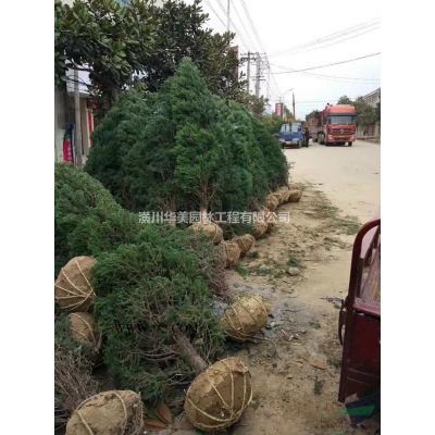 河南花木苗木棕榈树苗价格0.5元棕榈树售价更新