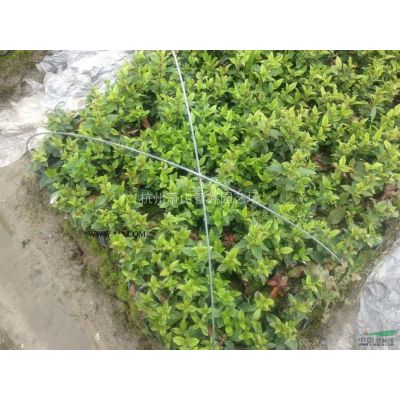浙江红叶石楠柱  浙江红叶石楠球   红叶石楠单干