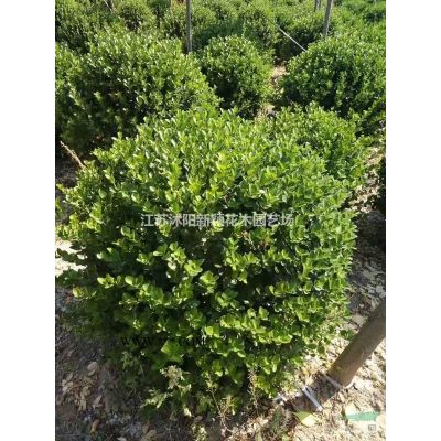 批发多花木兰种子 即可观赏，又可以当牧草