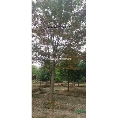 大小红叶石楠农户批发 红叶石楠图片/大小红叶石楠农户批发 红叶石楠报价