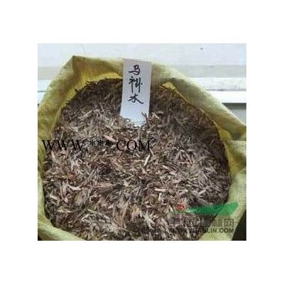 批发一年生红叶石楠小苗 红叶石楠小苗价格
