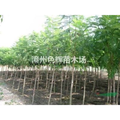新红叶石楠供应/新红叶石楠图片