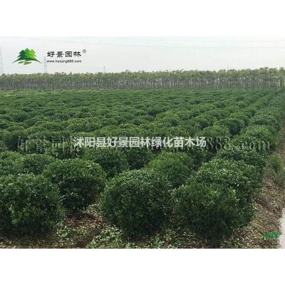 白蜡价格_白蜡图片_白蜡产地_白蜡绿化苗木苗圃基地