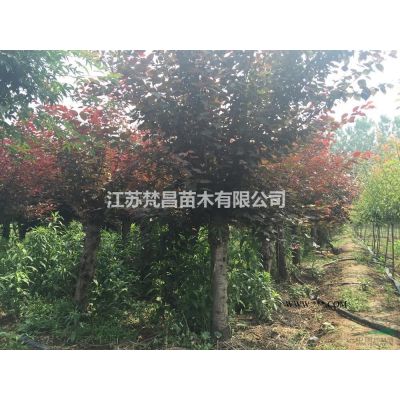 龙柏球基地 龙柏球价格介绍/特征/用途