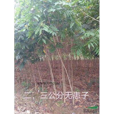 江西罗汉松/江西九江罗汉松价格/报价