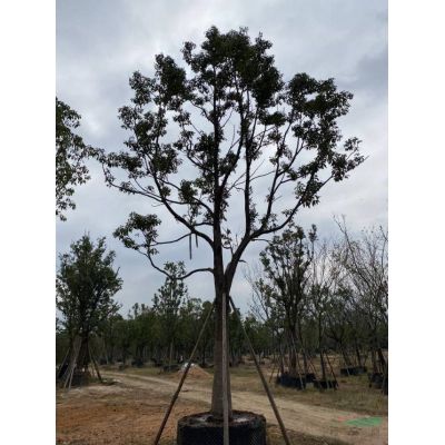 这是今天从基地实拍的造型罗汉松的图片如果需要采购精品造型罗汉