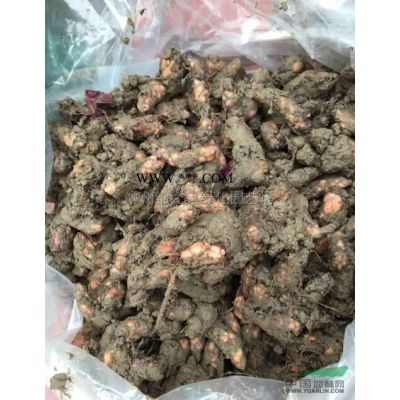 浙江龙柏价格便宜，优质龙柏苗批发，苗子粗壮不脱脚数量大土球好