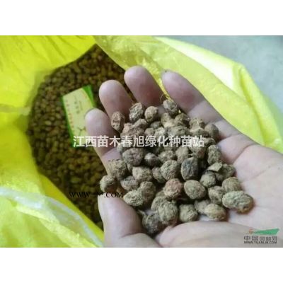 香泡  江西优质香泡价格