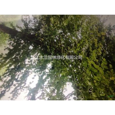 香泡2供应/香泡2图片
