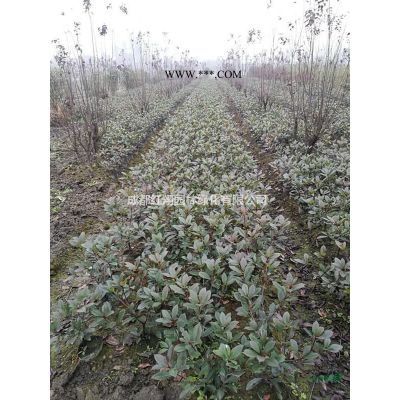 精品罗汉松、罗汉松批发、罗汉松基地、成都罗汉松价格图2