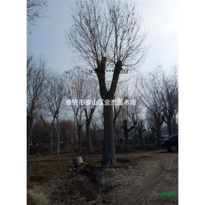 供应龙柏，龙柏柱，龙柏球，多头龙柏，云杉，蜀桧，塔柏，圆柏