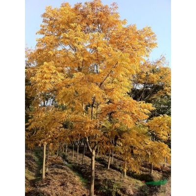 金华罗汉松，日本罗汉松，日本造型罗汉松，金华苗木